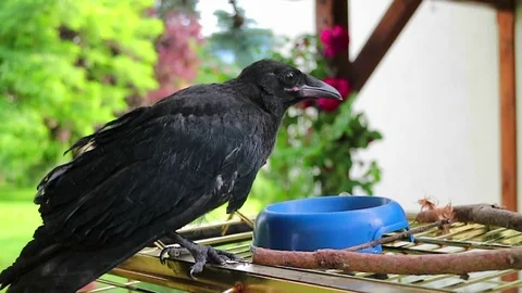 A black crow digging up worms. raven. Видео 73439845