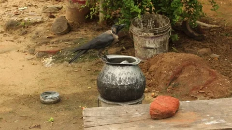 Black Crow Drinking water Stock Footage 301211614