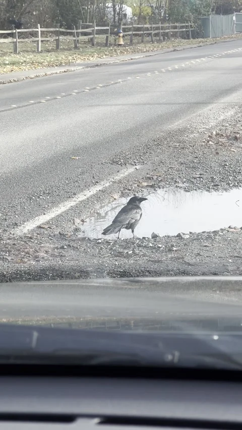 Black crow drinks water from a puddle on the road Stock Footage 241005603