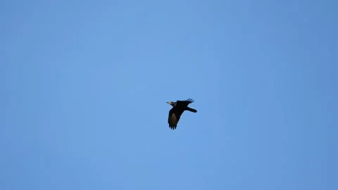 Black crow eagle is a bird of prey in the hawk family. In flight, the bird holds Video stock 201171342