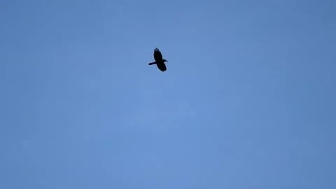 Black crow eagle is a bird of prey in the hawk family. In flight, the bird holds Stock Footage 201336658