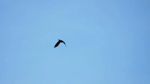 Black crow eagle is a bird of prey in the hawk family. In flight, the bird holds Stock Footage 201359979