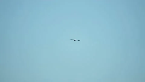 Black crow eagle is a bird of prey in the hawk family. In flight, the bird holds Stock Footage 201361999