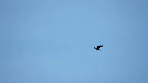 Black crow eagle is a bird of prey in the hawk family. In flight, the bird holds Stock Footage 201363460