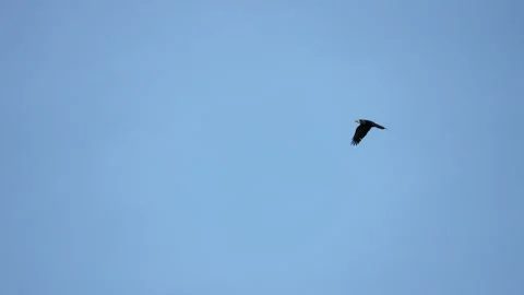 Black crow eagle is a bird of prey in the hawk family. In flight, the bird holds Stock Footage 201364169