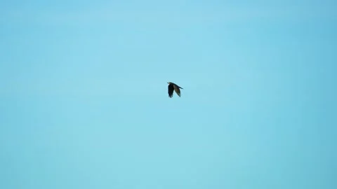 Black crow eagle is a bird of prey in the hawk family. In flight, the bird holds Video stock 201365558