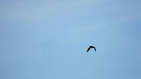 Black crow eagle is a bird of prey in the hawk family. In flight, the bird holds Stock-Footage 304978391