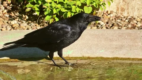 Black crow eating and drinking from garden birdbath. Close up Stock Footage 336251033