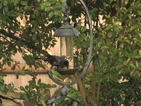 Black Crow Feeding Stock Footage 128542531