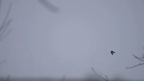 Black crow flies against the sky on a cloudy day Stock Footage 104485239