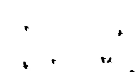 Black crow flying on white background close up Stock Footage 86787244