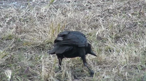 Black crow Video stock 7743938