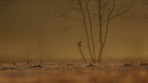 Black crow Stock Footage 103809835