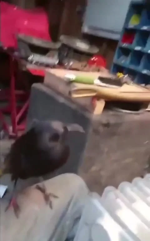 A black crow 库存影片 233961495