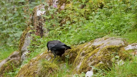 Black Crow Foraging on Mossy Rocks in Scottish Highlands Stock Footage 321524323