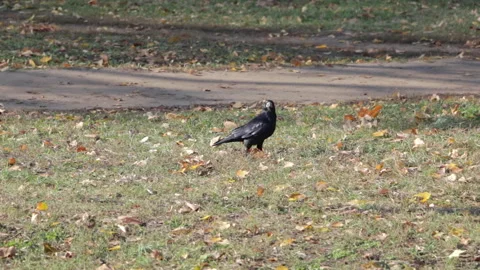 Black crow on the grass Stock Footage 157731693