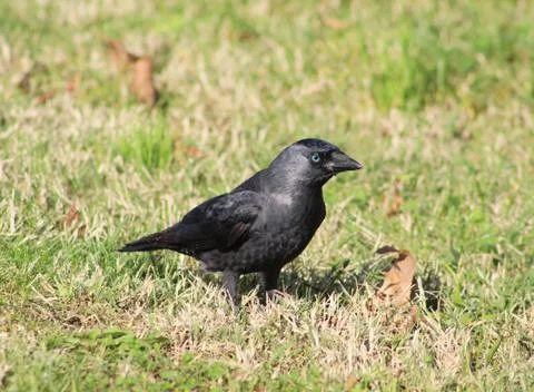 Black crow on the grass Stock-Fotos