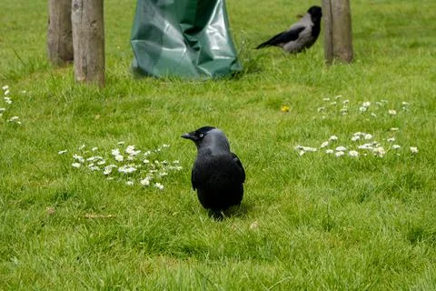 Black crow in the grass Stockfoto's
