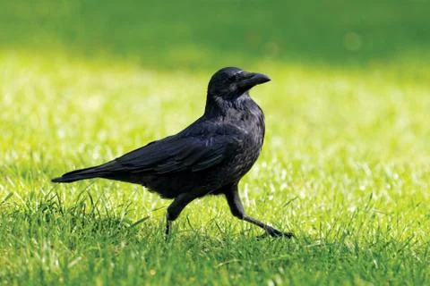Black crow on green background Stock Photos