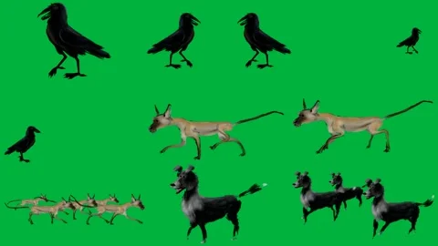 Black crow green screen two crows flies bird cat walking animal is running. Stock Footage 310562981