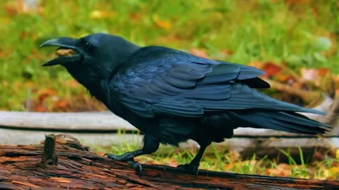 Black Crow on Ground Video stock 323140612