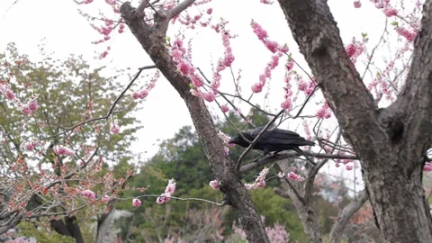 Black Crow Hold on Cherry Blossom's Branch Stock Footage 128679511