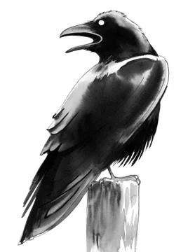 Black crow Illustrazione stock