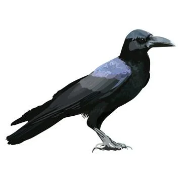 Black crow isolated side view graphic illustrated. Illustrazione stock