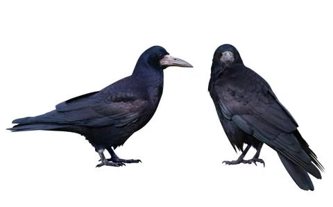 Black crow. Isolated on white Stock Photos