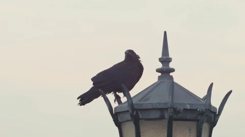 Black crow on lamp post Stock Footage 112346851
