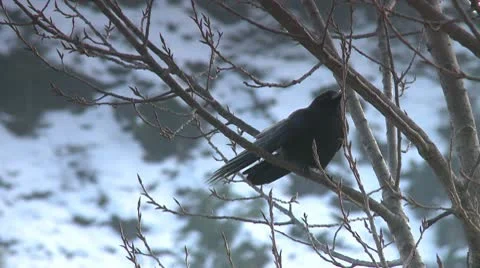 Black crow in a leafless tree Video stock 10787558