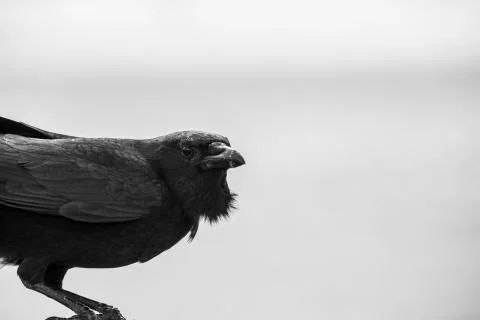 Black crow looking angry Stock Photos