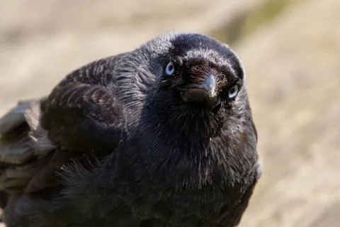 Black crow looking at the camera Stock Photos