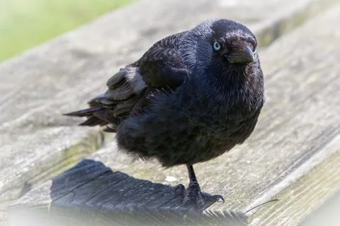 Black crow looking at the camera Stock Photos