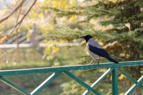 Black crow in the nature Stock Photos