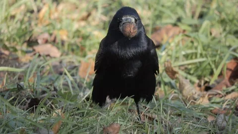 Black crow with a nut in its beak The crow found a nut Stock Footage 306062629