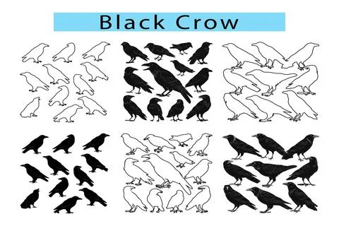 Black Crow outline vector illustration in white background, Crow silhouette 库存插图