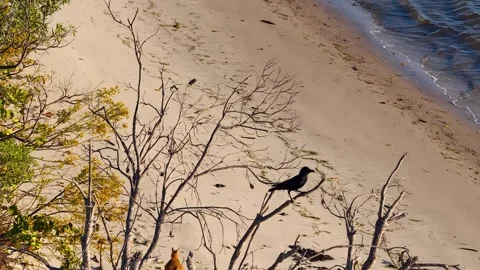 Black Crow Perched on Bare Tree Branch Overlooking Sandy Beach Stock Footage 339841937