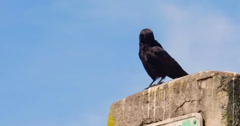 Black crow perched on concrete wall with large blue copy space Stockbeeldmateriaal 332216099