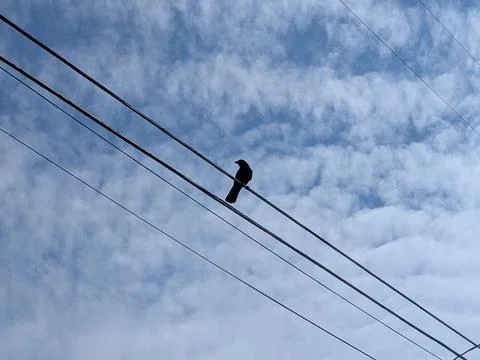 Black crow perched on electrical wire against blue sky and clouds Фото