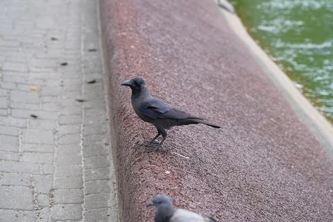 Black Crow Perched on a Stone Ledge in a City Park Stock Photos