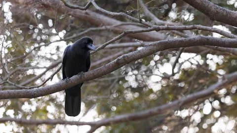 Black Crow Perched on a Tree Branch in Tokyo Stock Footage 341733310