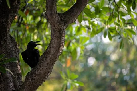 Black crow perched on tree branch in park Stock Photos