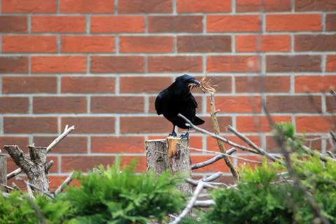Black Crow Perched on Tree Stump Carrying Nesting Material in Beak 스톡 사진