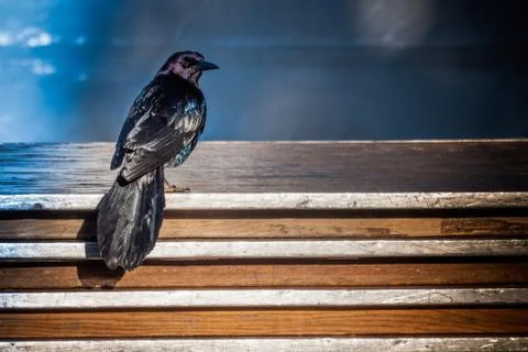 Black crow perching Stock Photos