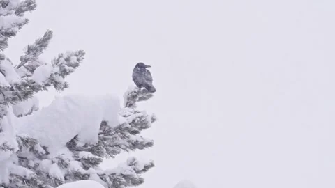 Black crow perching on a snowy pine tree during a snowstorm 스톡 동영상 331869537