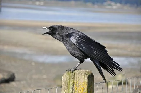 Black crow Foto stock