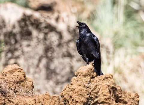 Black crow Stock Photos