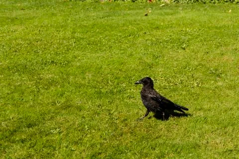A black crow Stock Photos