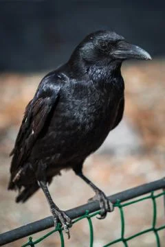 Black crow Stock Photos